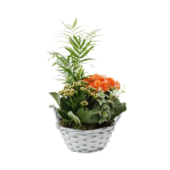 Composition Panier Fleuri : 4 plantes- Coloris variables (N2).