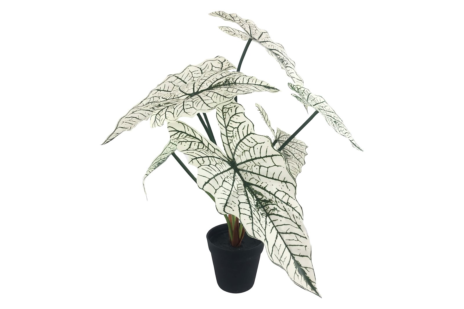 Alocasia potteplante Grønnhvit H51 cm