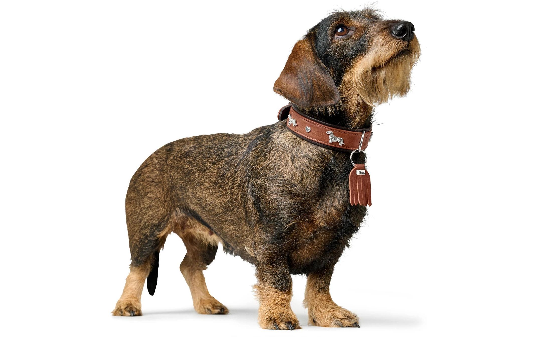 Teckel-Halsband München 37/XS-S, Rindsleder, Cognac/SchwarzKlassisches Halsband für Hunde mit auffälligen Dackel-Besätzen