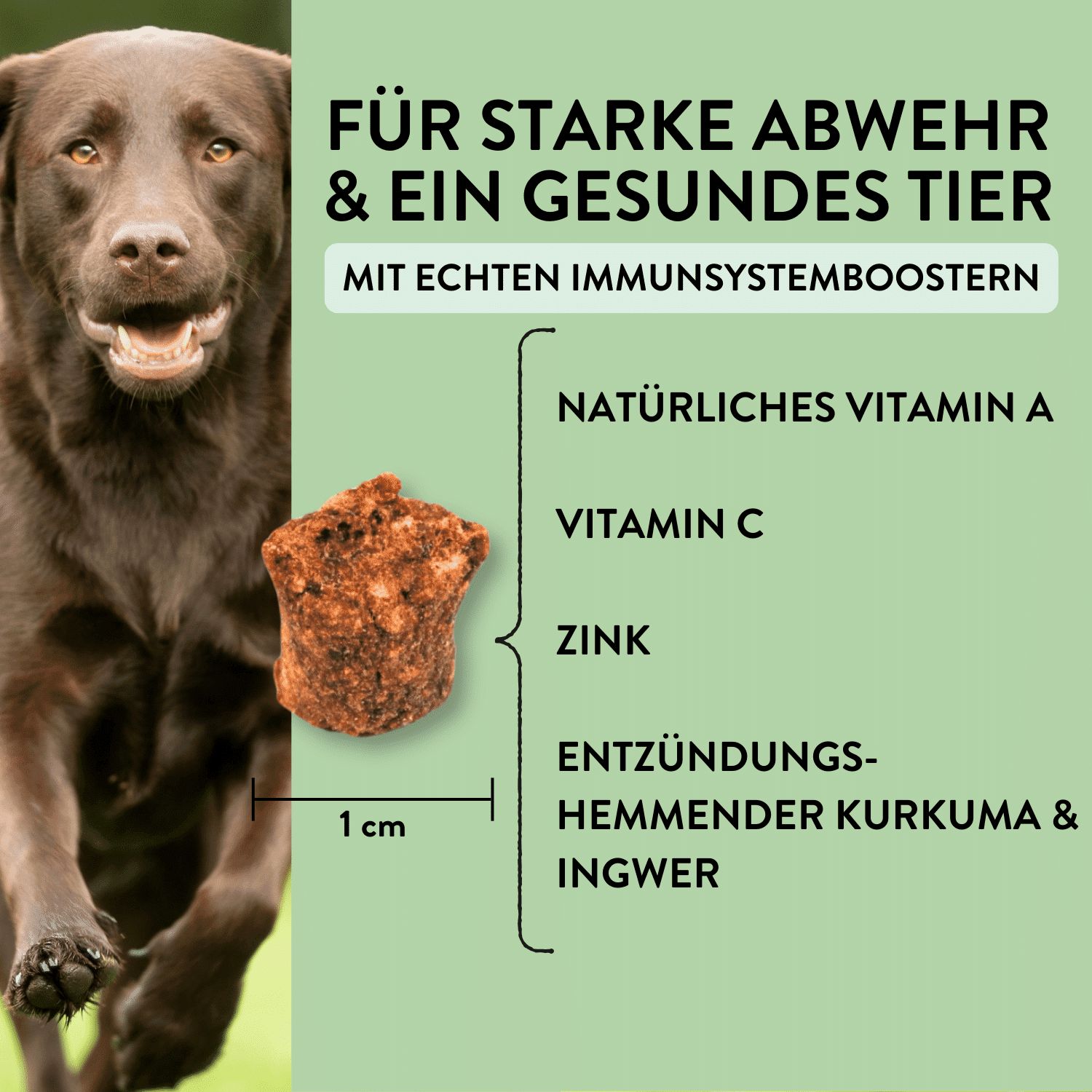 PUJA Beauty–Set für Hunde