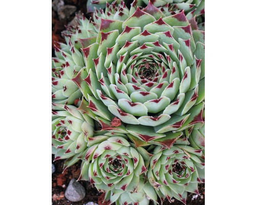Sempervivum hybride. FloraSelf H 5-10 cm Co 0,8 L