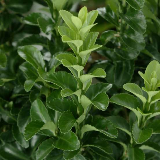 Euonymus japonicus 'Benkomasaki': pot 3L
