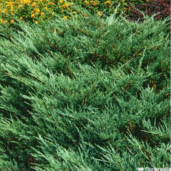 Genévrier (Juniperus conferta) 'Blue Pacific' 30/40 : pot 3L