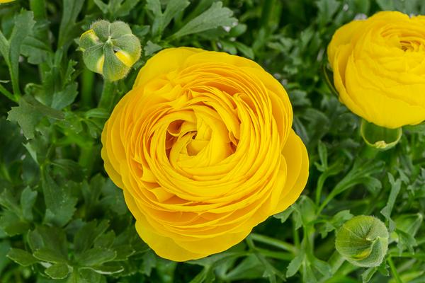 Ranunkel, verschiedene Farben