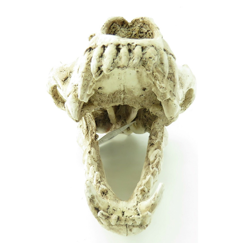 Crâne prédateur animaux, taille 24 x 13 x 13 cm, décoration aquarium