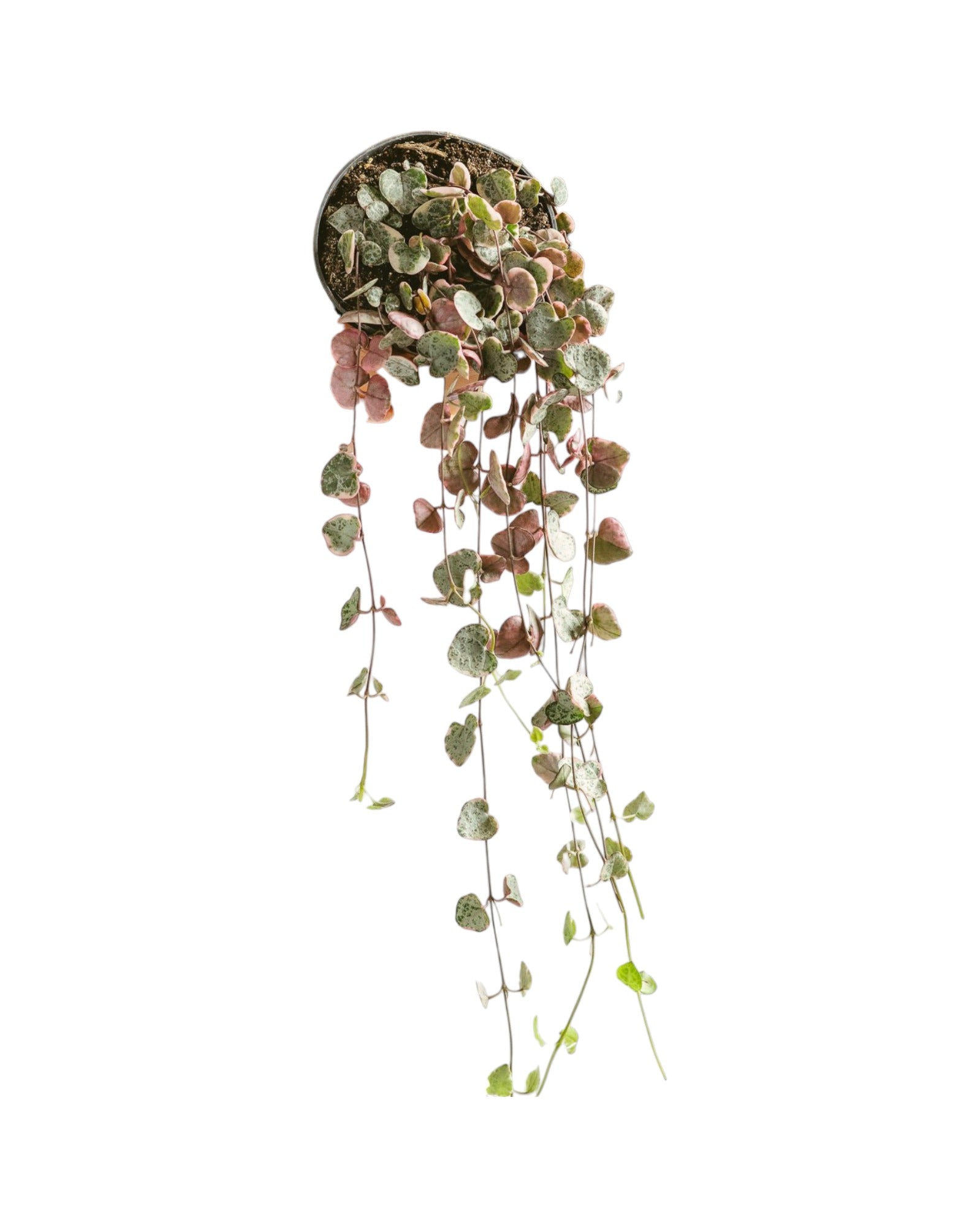 Plante d'intérieur - ceropegia woodii variegata - chaine de coeurs 38.0cm