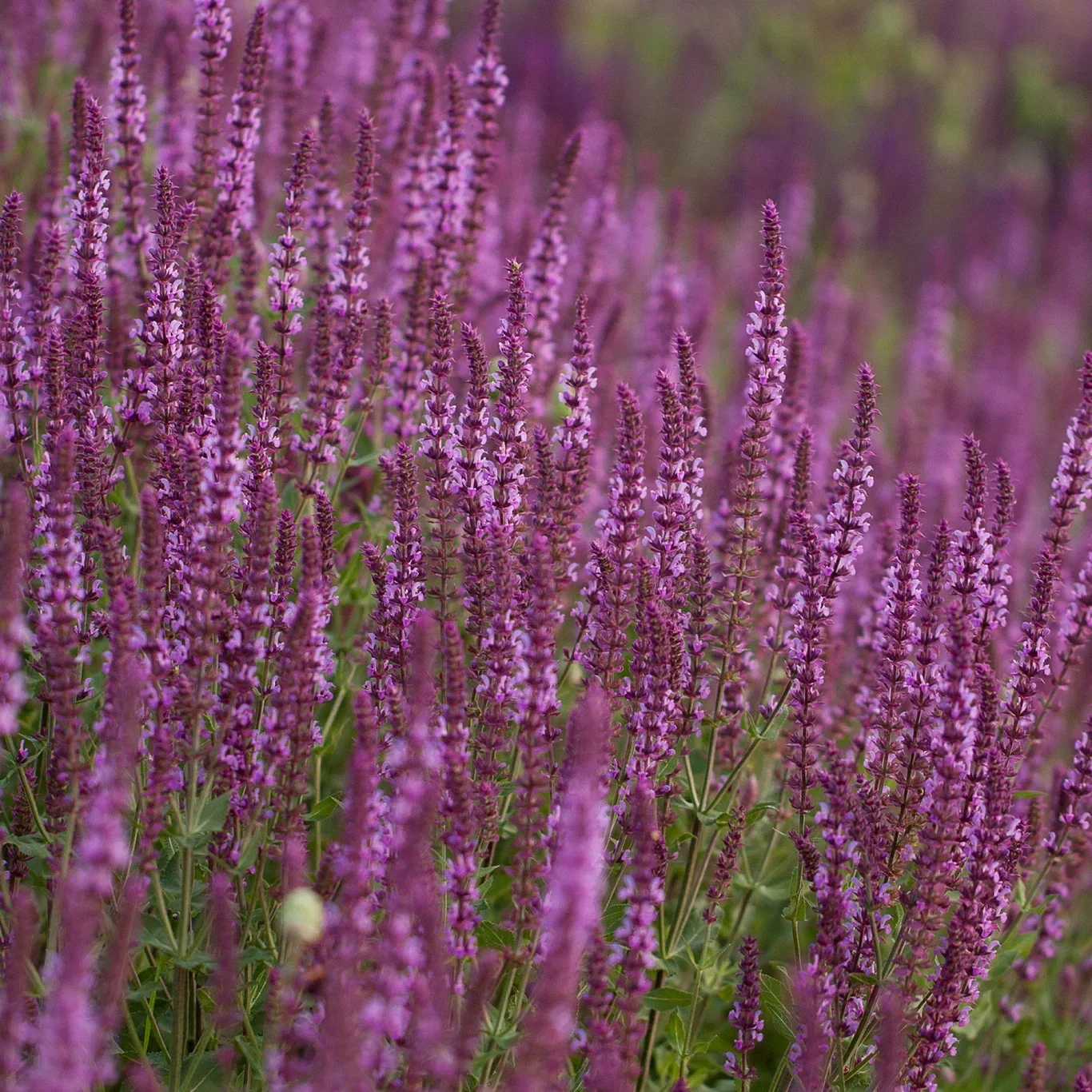 Salvia nemorosa 'Pink Marvel' Steppesalvie 'Pink Marvel' Ø17 cm