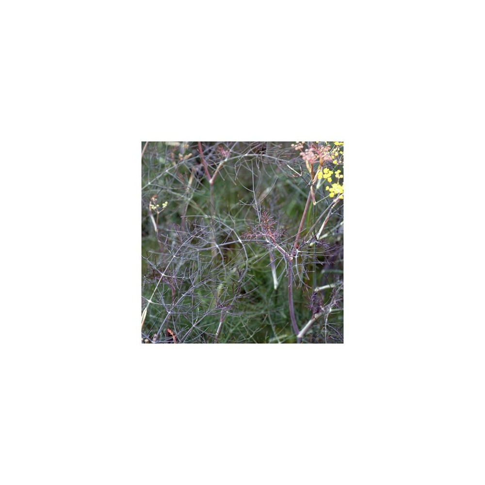 Fenouil commun vulgare purpureum/foeniculum vulgare purpureum[-]godet