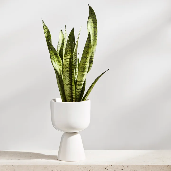 Iittala - Nappula Blumentopf, 230 x 155 mm, beige