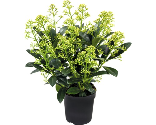 Japanse Skimmia FloraSelf Skimmia japonica 'Finchy' H 10-20 cm Co 0.5 L