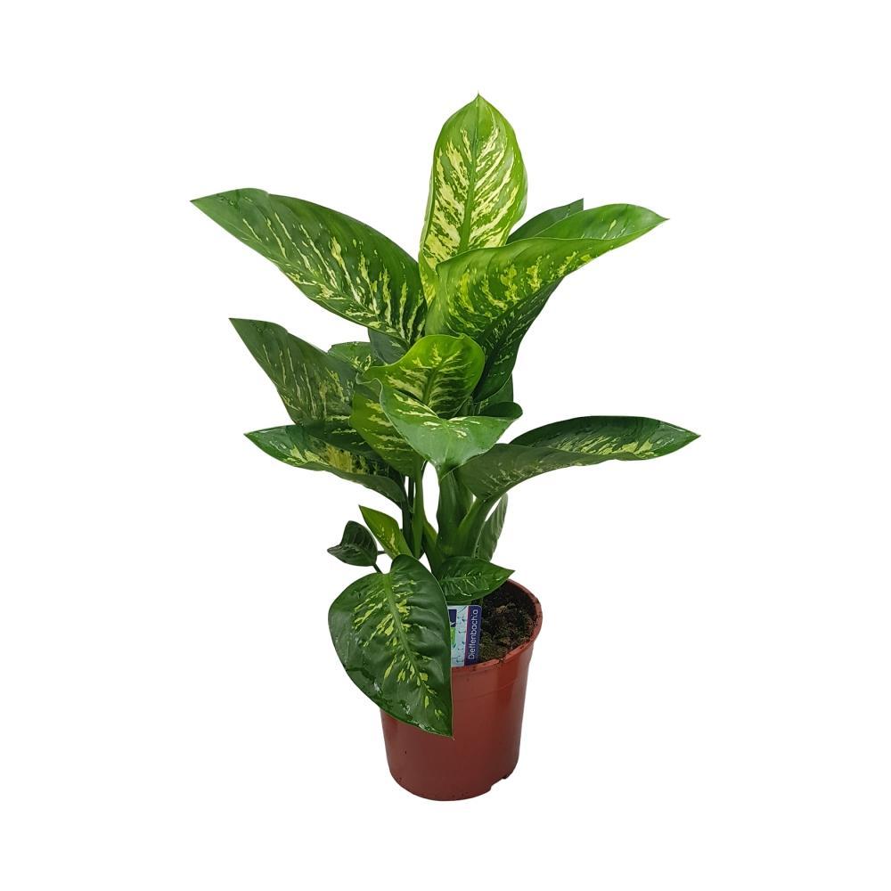Plante d'intérieur - dieffenbachia 'seguine tropic snow' 85.0cm