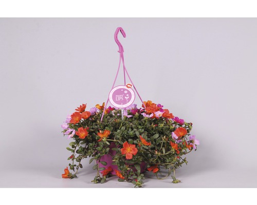 Portulaca grandiflora 'Carnaval' FloraSelf Ø 25 cm pot