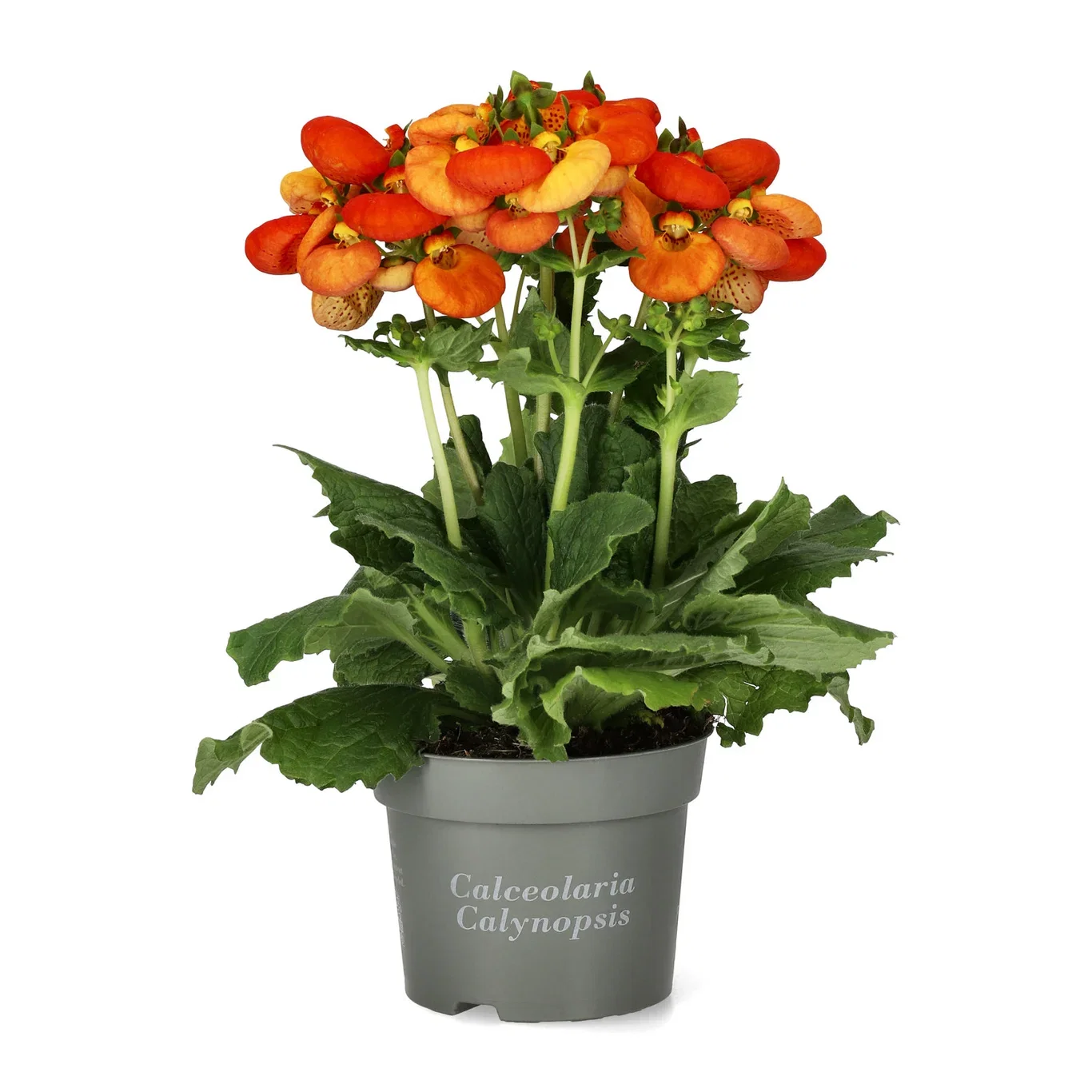 Calceolaria x speciosa (Calynopsis-Series) Tøffelblomst ‘Calynopsis’ Ø12 cm