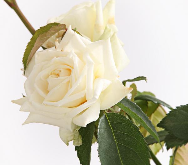 Kletterrosen, verschiedene Sorten
