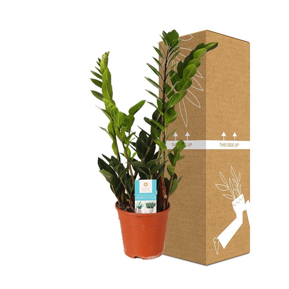 Plante d'intérieur - zamioculcas zamiifolia 45.0cm