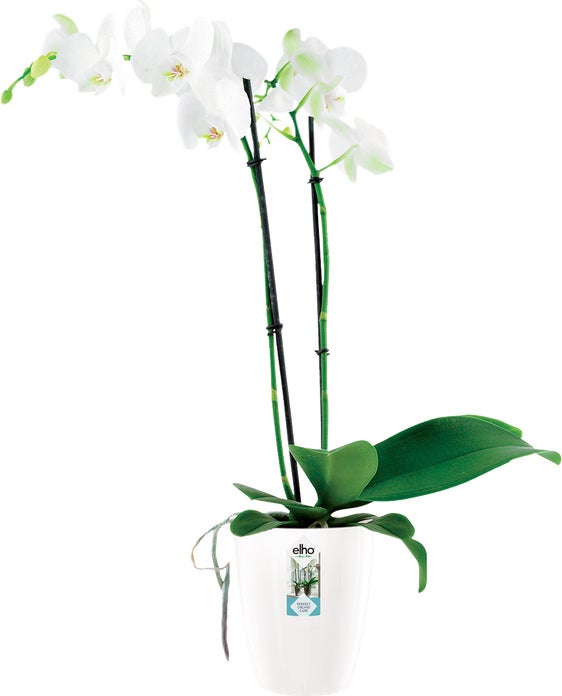 Elho bloempot Brussels orchidee wit D 12,5 H 15 cm