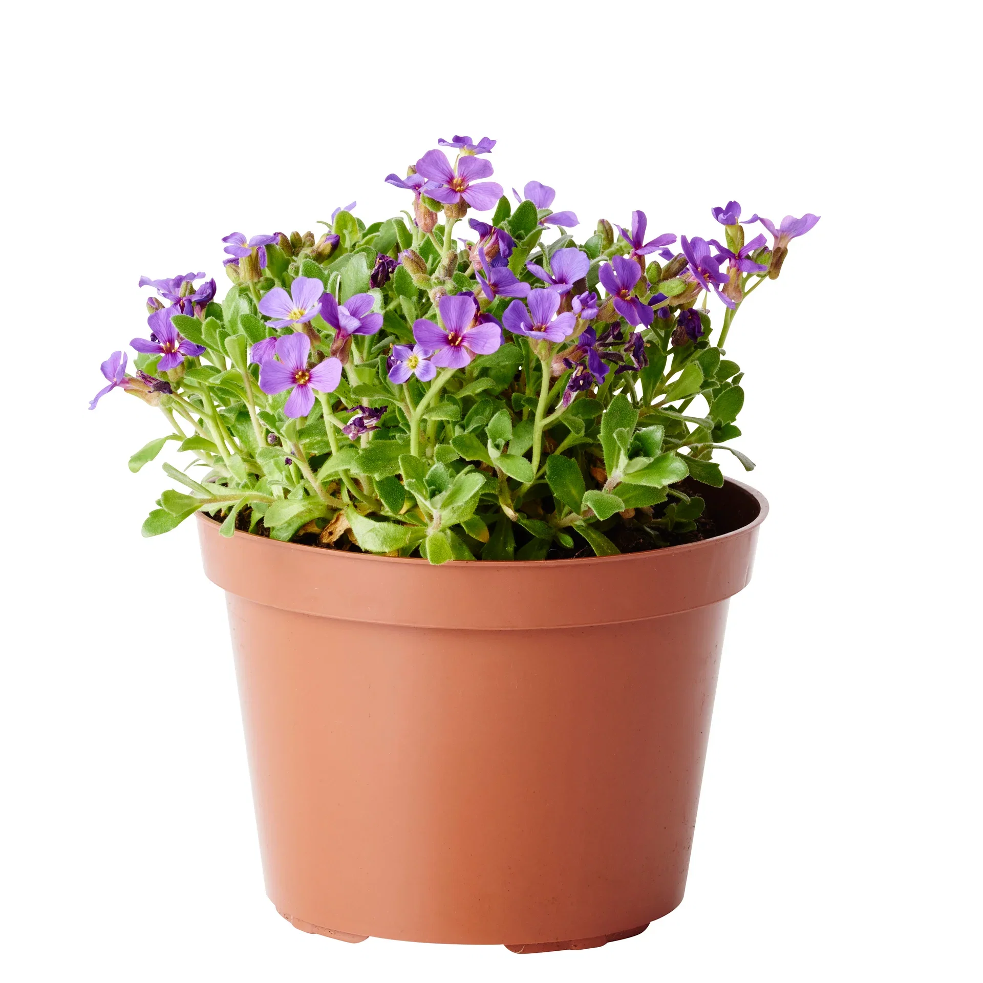 Aubrieta x cultorum Hagepute Ø12 cm