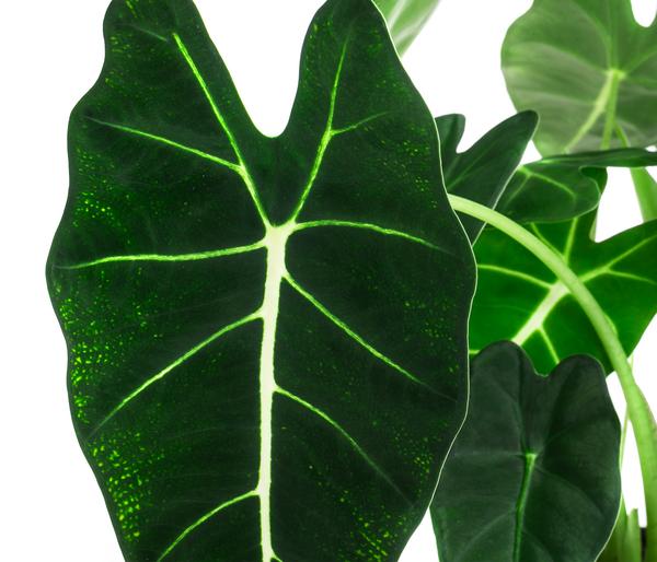 Pfeilblatt - Alocasia micholitziana 'Frydek'