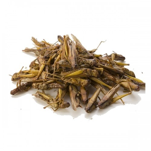 Gafanhotos desidratados para petauros-do-açúcar, sabor neutro.