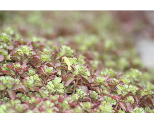 Vaste planten voor de rotstuin MIX FloraSelf H 2-5 cm Ø 9 cm pot 6-pack