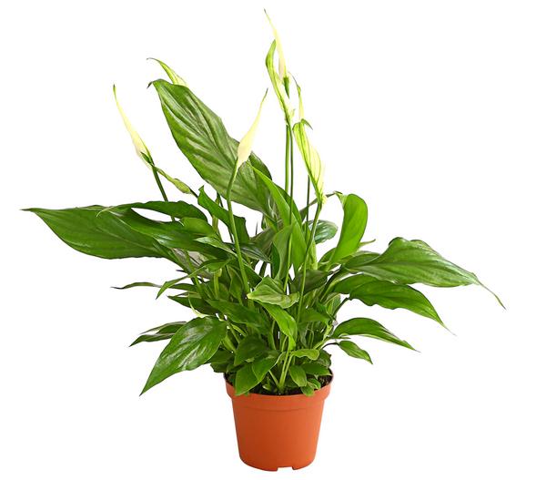 Air So Pure® Midi Einblatt - Spathiphyllum