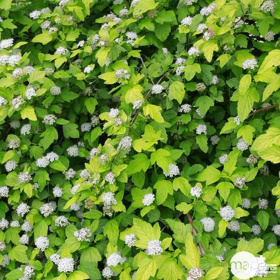 Physocarpus variété: C5L