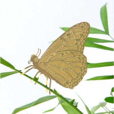 Plant Animal Butterfly