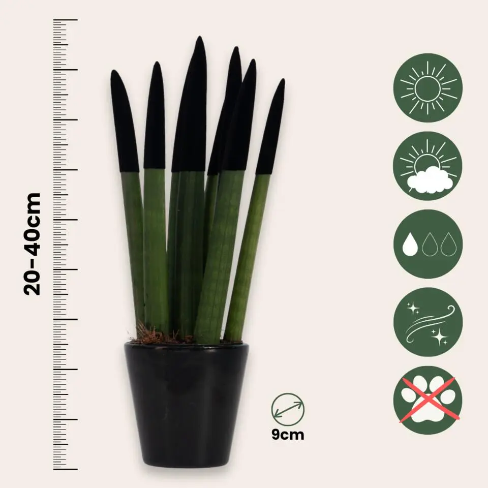 Afrikaanse Speerplant - Sansevieria cylindrica - Hoogte 20-40cm - Pot 9cm