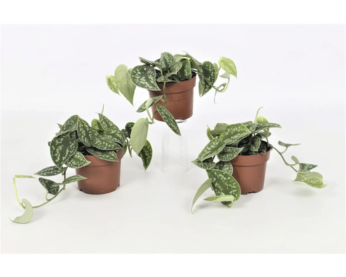 Efeutute FloraSelf Scindapsus pictus H 15-20 cm Ø 12 cm pot