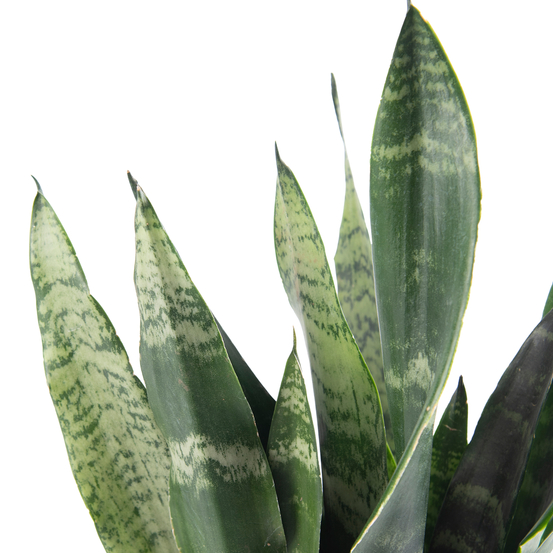 Sanseveria Zeylanica - pot D12cm