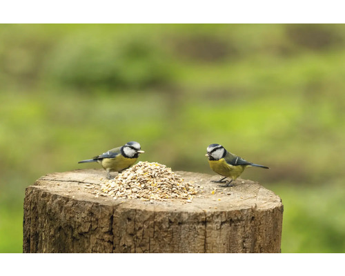 CJ Wildlife High-Energy Mix Vogelvoer voor het hele jaar