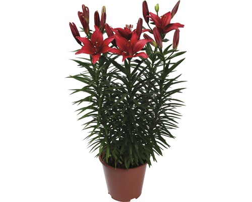 Aziatische Lelie FloraSelf Lilium asiatic Ø 19 cm pot