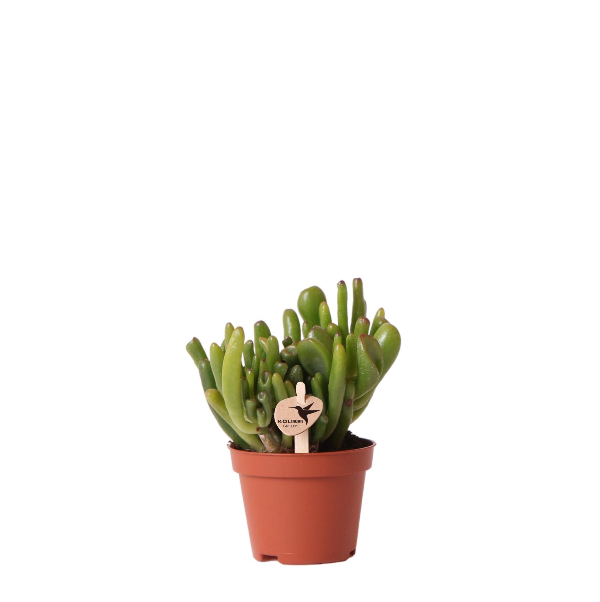 Crassula hobbit h12cm - plante grasse d'intérieur