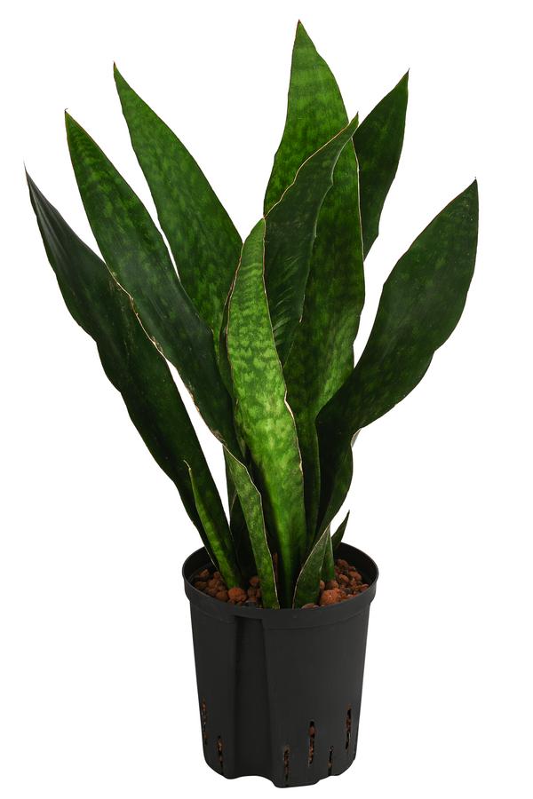 Bogenhanf - Sansevieria trifasciata 'Jade',