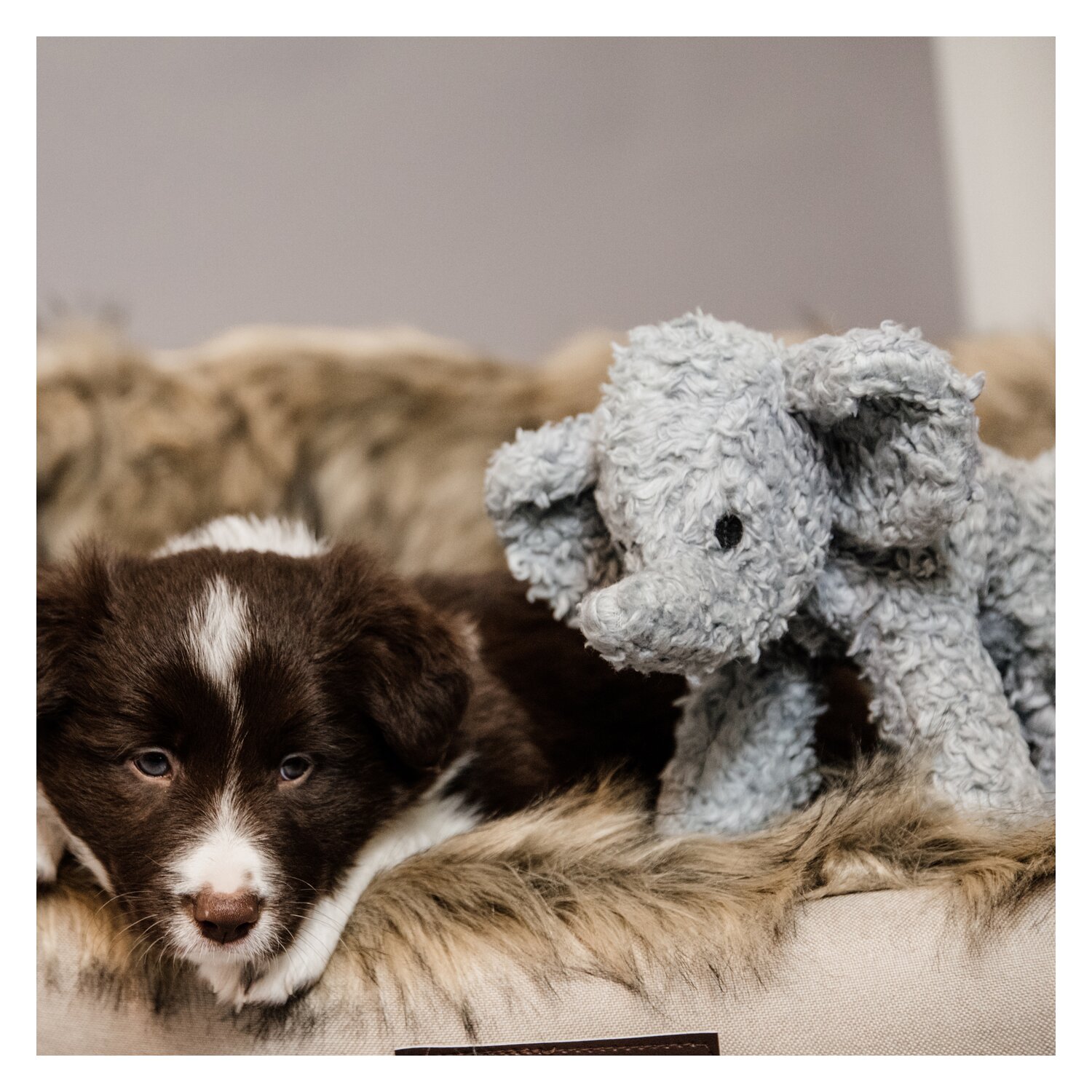 KENTUCKY DOGWEAR Hunde-Softspielzeug Elsa
