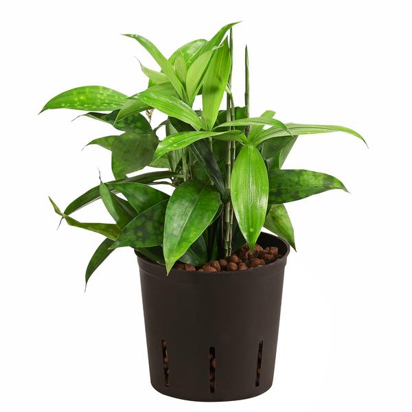 Drachenbaum - Dracaena surculosa, Hydrokultur