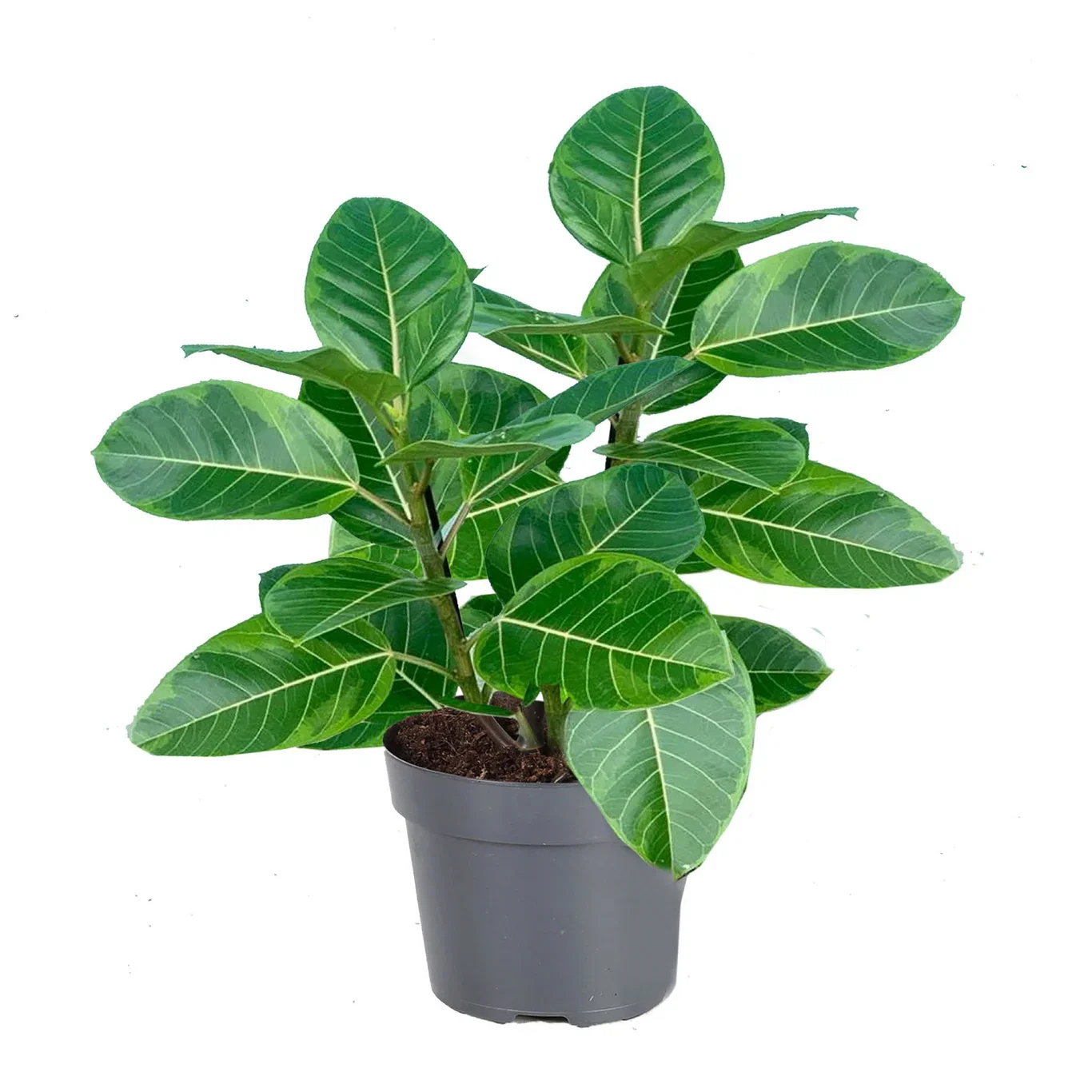 Ficus altissima Ficus altissima Høyde 60 cm