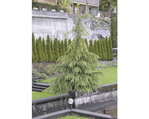 Himalaya ceder FloraSelf Cedrus deodara H 40-60 cm Co 5 L