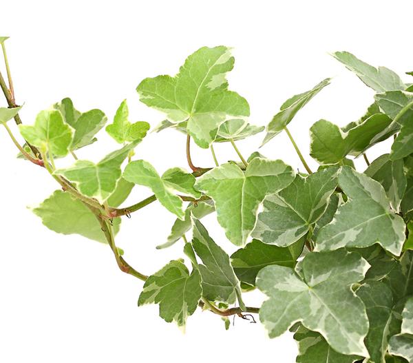 Efeu - Hedera helix, verschiedene Sorten