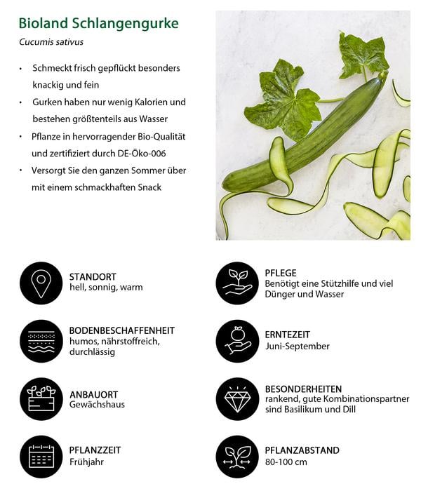 Bioland Gemüseset Gemüsetraum, 6-teilig
