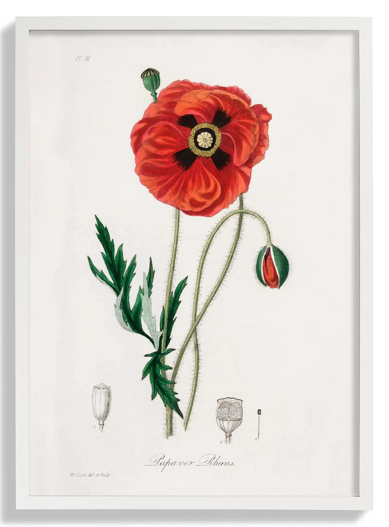 Mohnblume