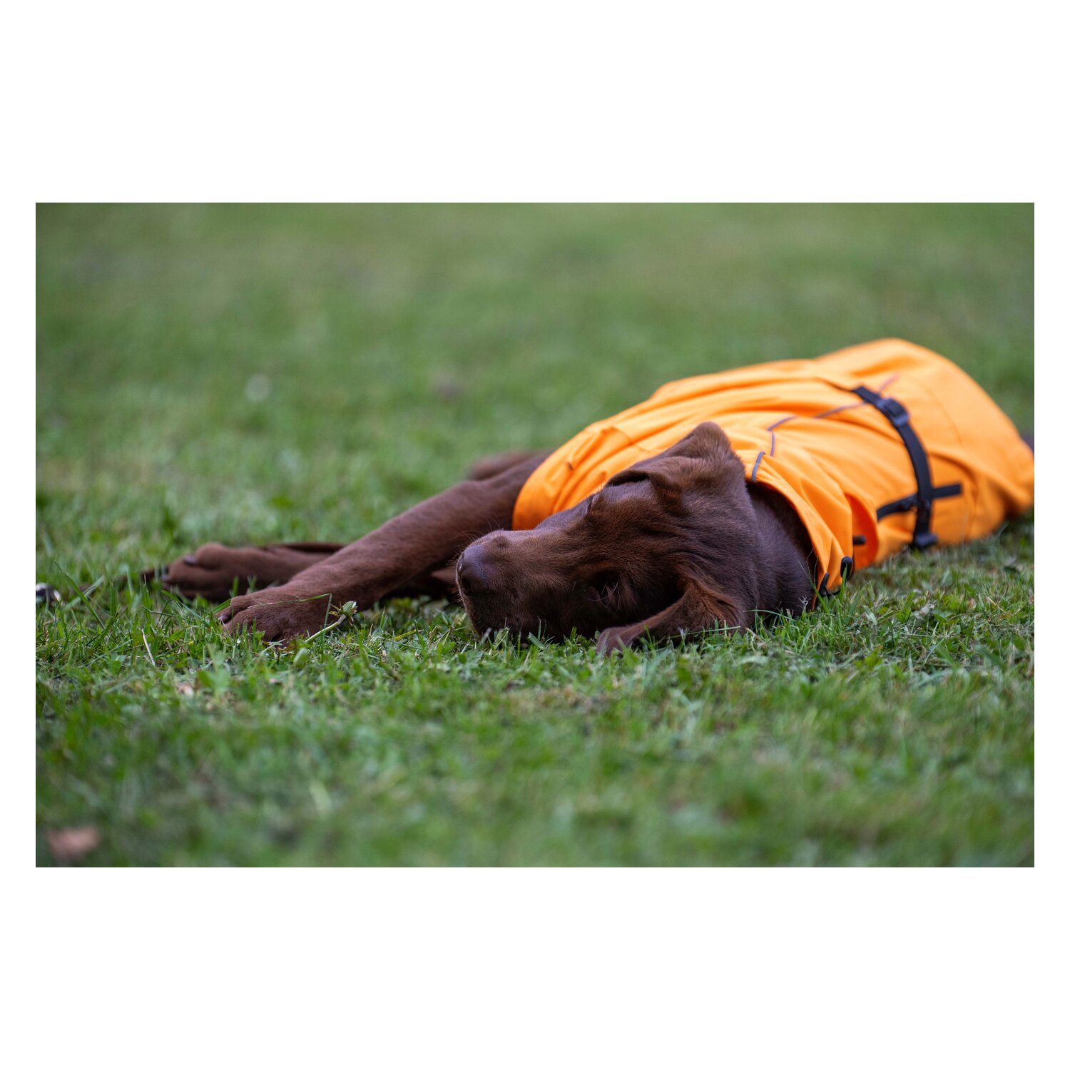 pawberry Hunde-Regenmantel Pleven  - orange