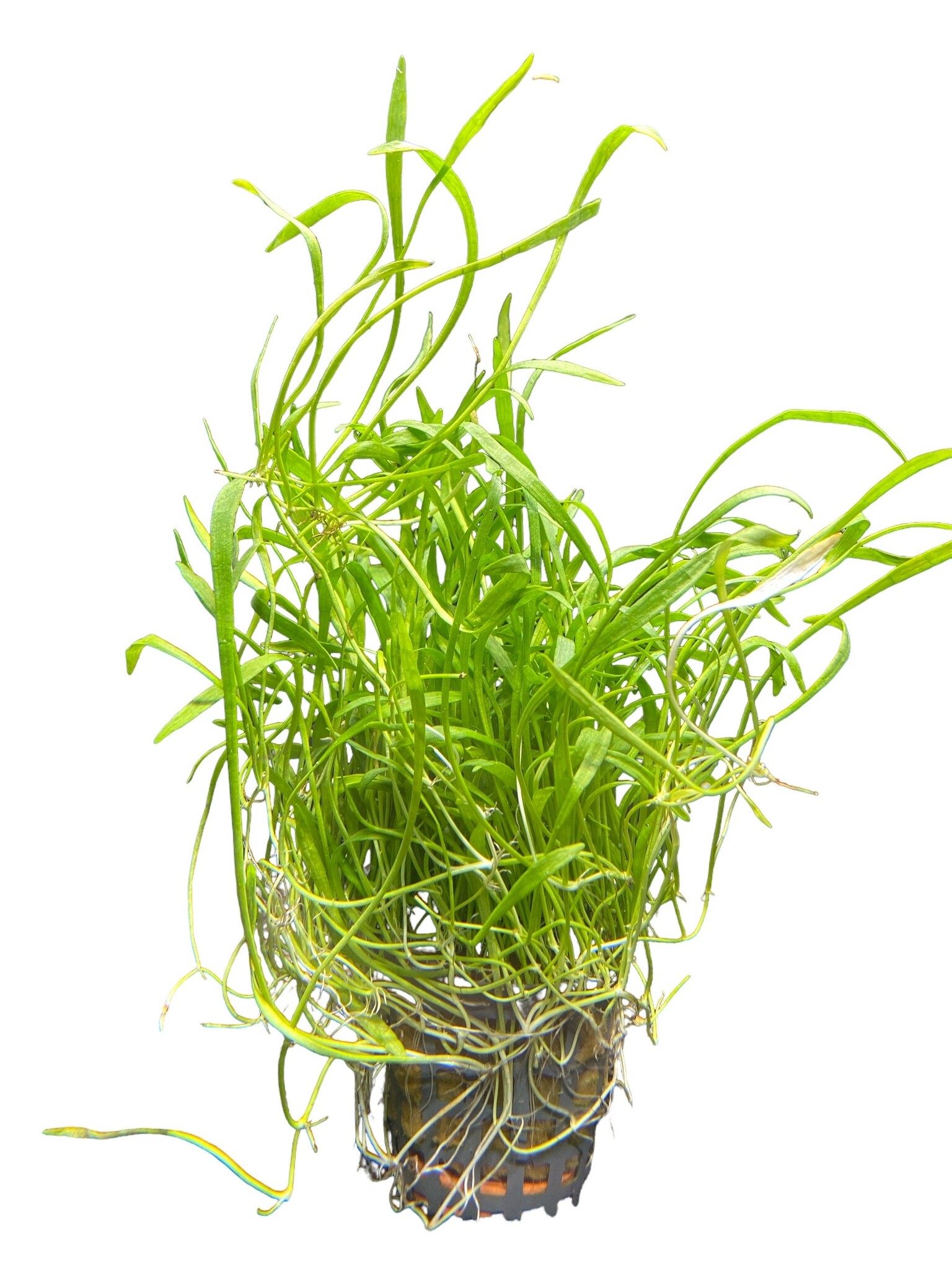 Waterplant Lilaeopsis novea-zealandia aquariumplant