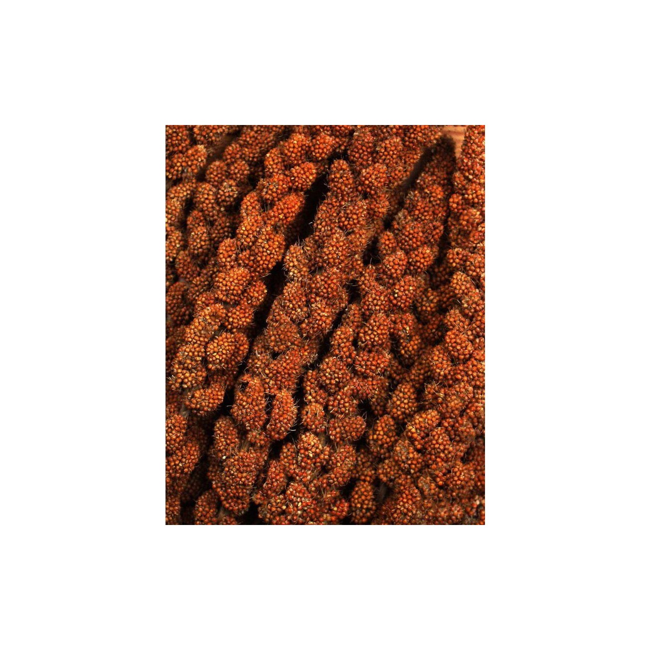 JR Farm rote Kolbenhirse Sparpaket 3x1,5kg