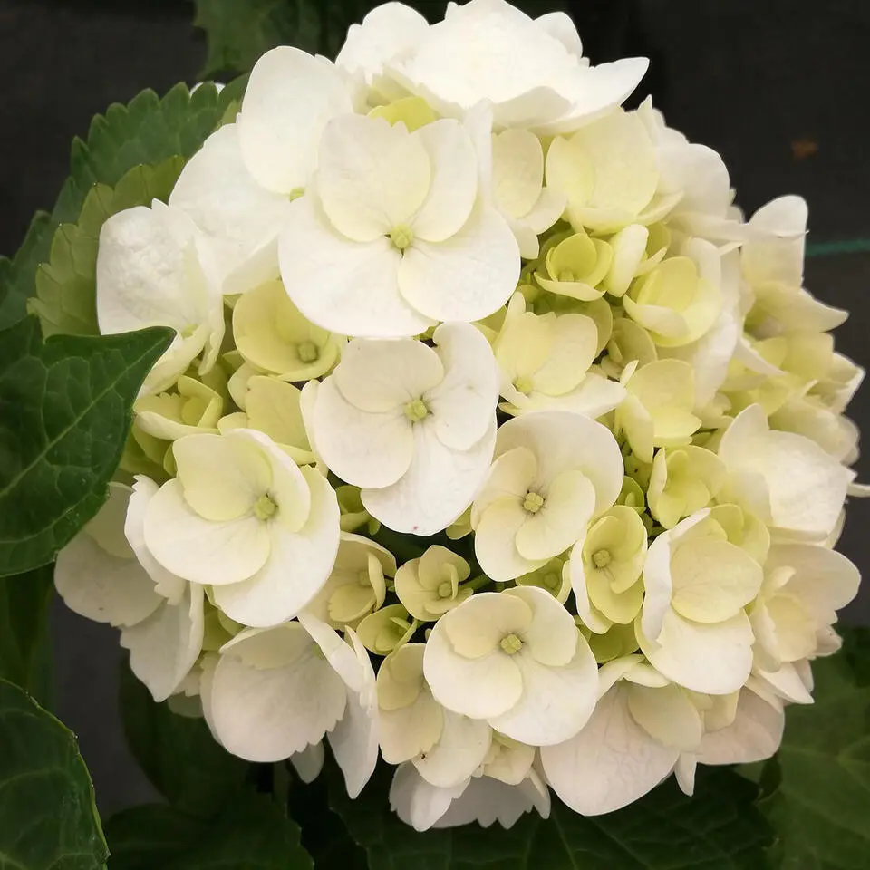 Hortensia - Set van 3 - Hydrangea 'Benxi' - Hoogte 25-40cm - ⌀9cm