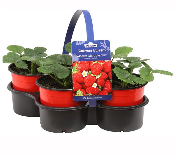 Dehner Gourmet Garten Erdbeere 'Mara des