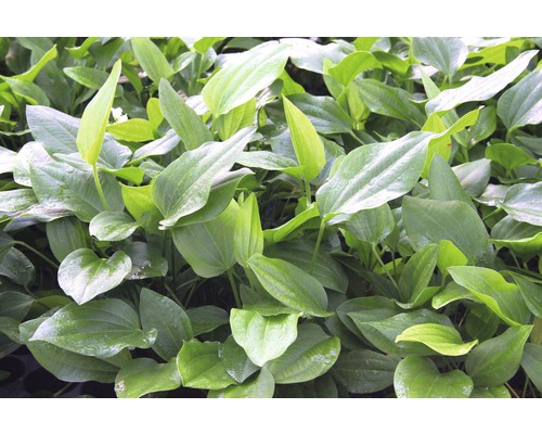 Argentijnse kikkerlepel grote plant - Echinodorus argentinensis, GP
