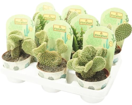 Opuntia Mix FloraSelf H ca. 15-20 cm Ø 10,5 cm pot willekeurige soortselectie