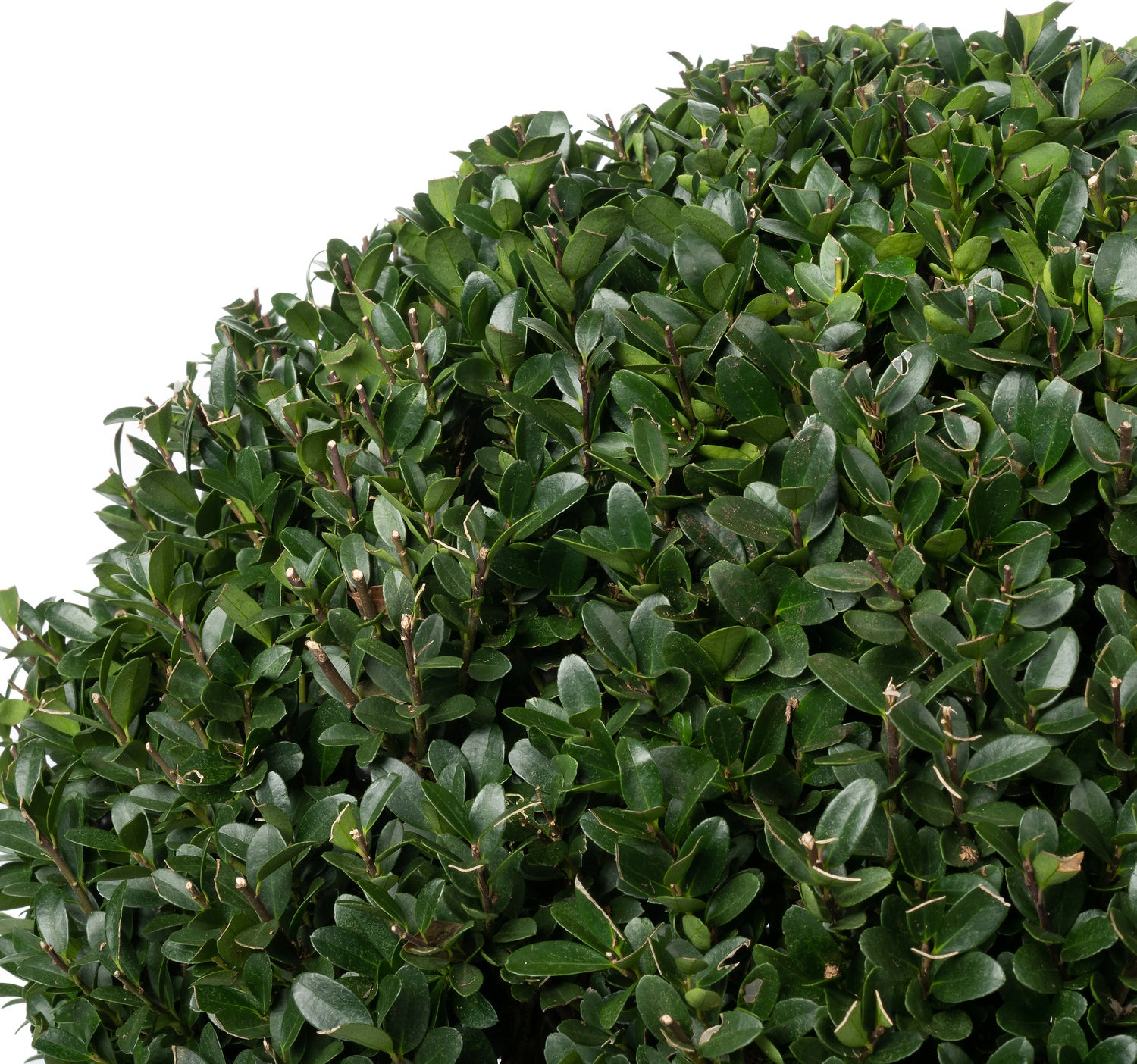 Japanse Hulst in bolvorm (Ilex crenata 'Dark Green') D 50 H 70 cm