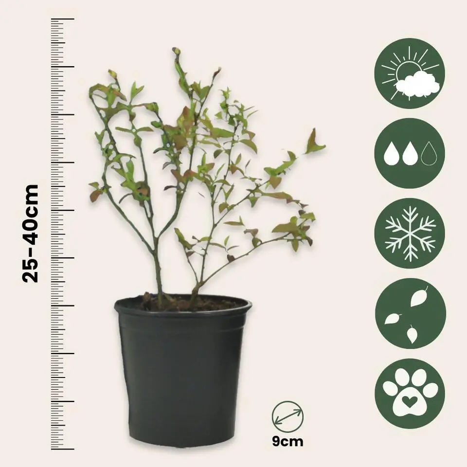 Fruitstruiken - Set van 4 - Actinidia, Vaccinium, Lycium - Hoogte 25-40cm - ⌀9cm